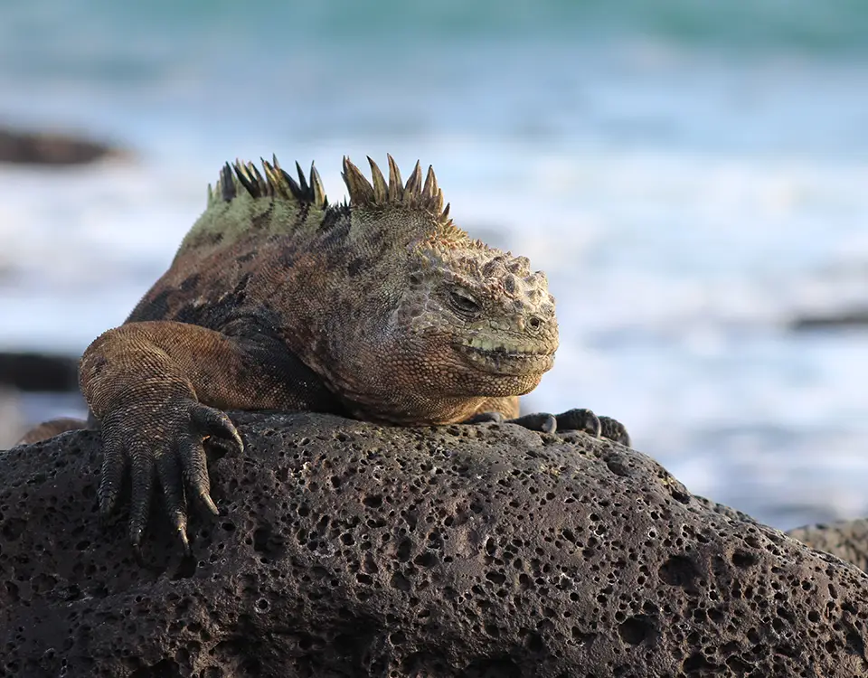 01_marine-iguana-resting-on-a-rock-1