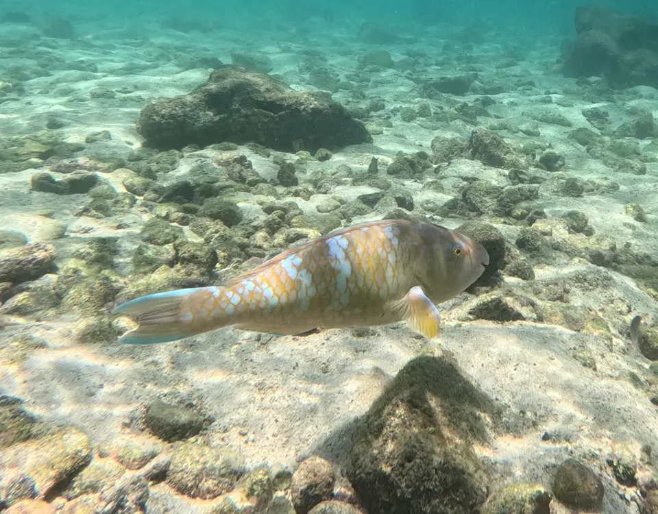 01_pez-de-colores-claros-nadando-cerca-del-fondo-1