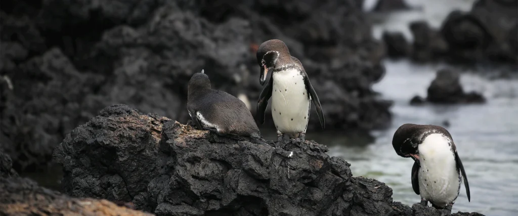 01_pinguinos-de-galapagos-isla-bartolome-1