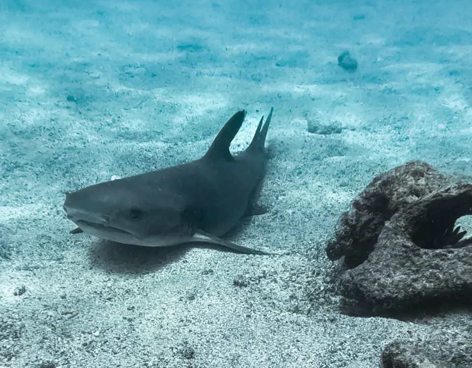 02_tiburon-nadando-cerca-del-fondo-marino-junto-a-roca-1