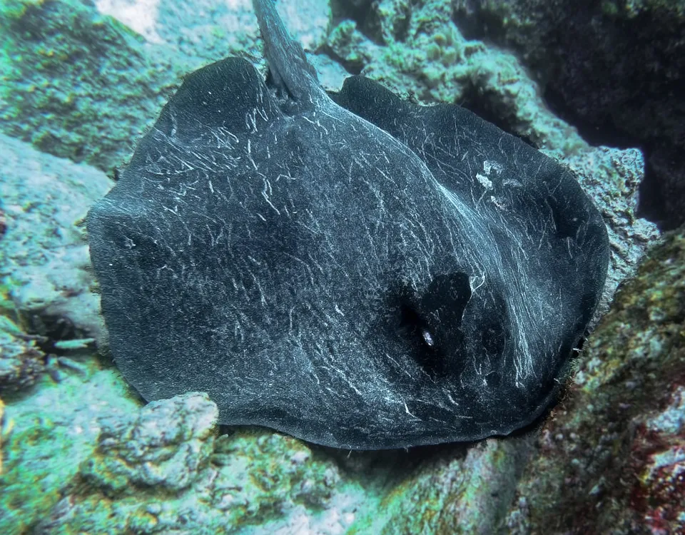 03_raya-nadando-en-arrecife-1