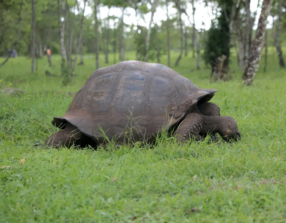 03_tortuga-gigante-1