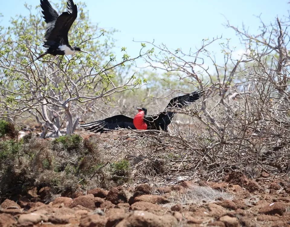 04_female-frigatebird-flying-over-a-male-individual-1