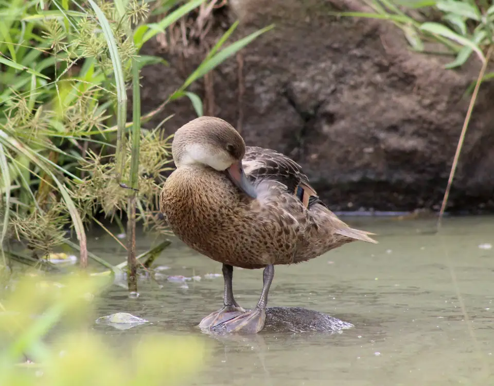 04_white-cheeked-pintail-1