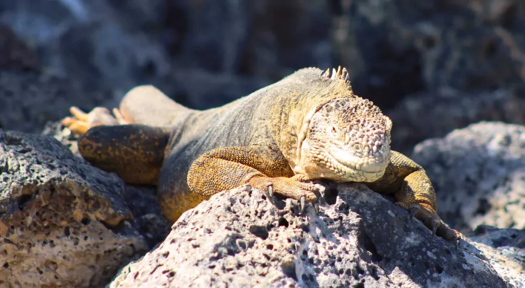 05_land-iguana-galapagos-2