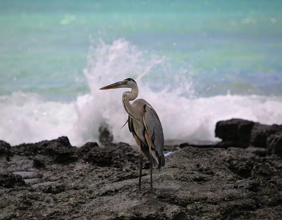 05_lava-heron-1