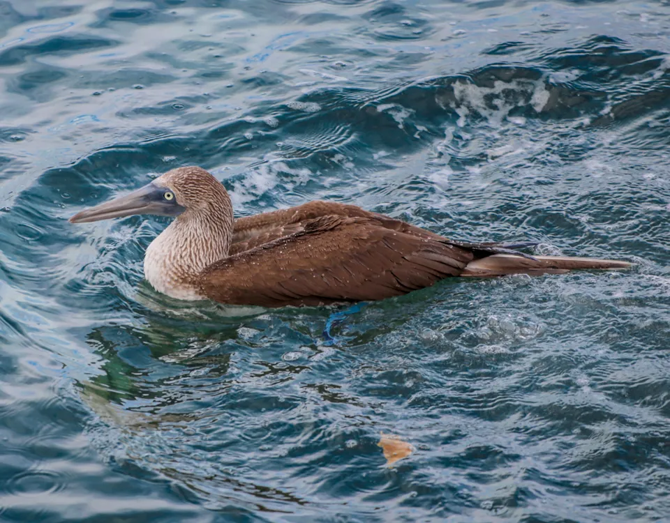 05_piquero-patas-azules-nadando-1