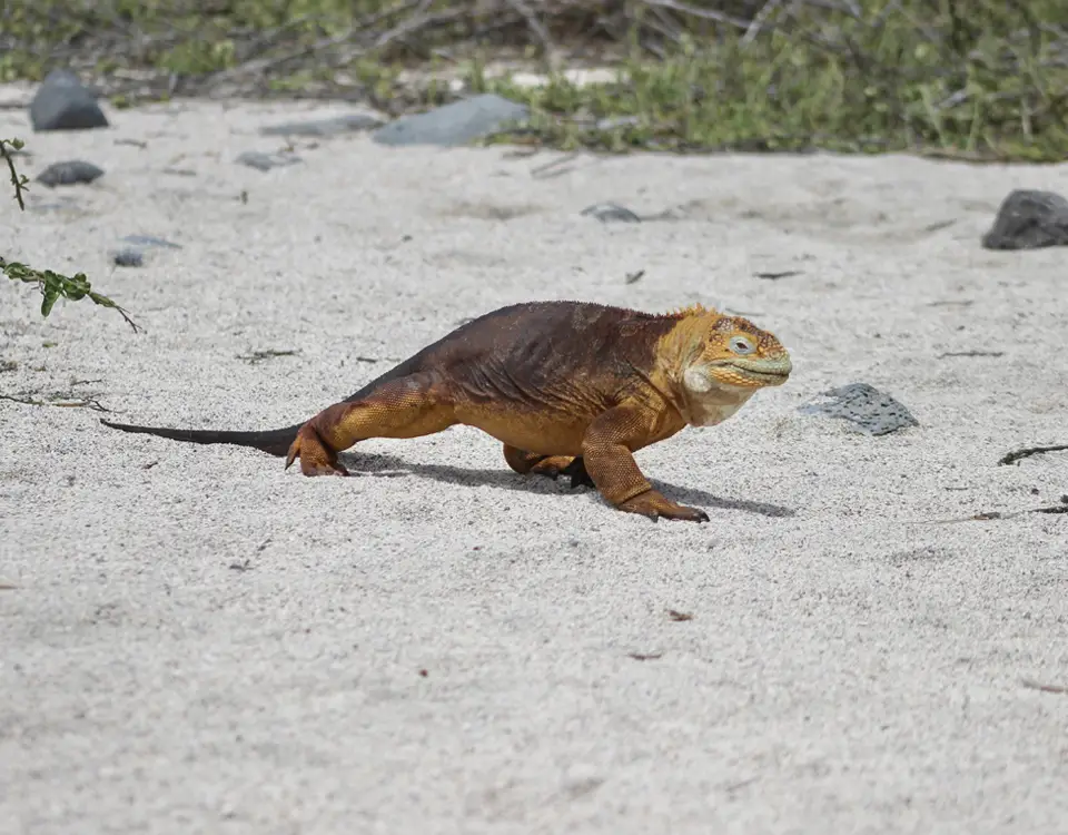 06_iguana-amarilla-caminando-en-la-arena-1