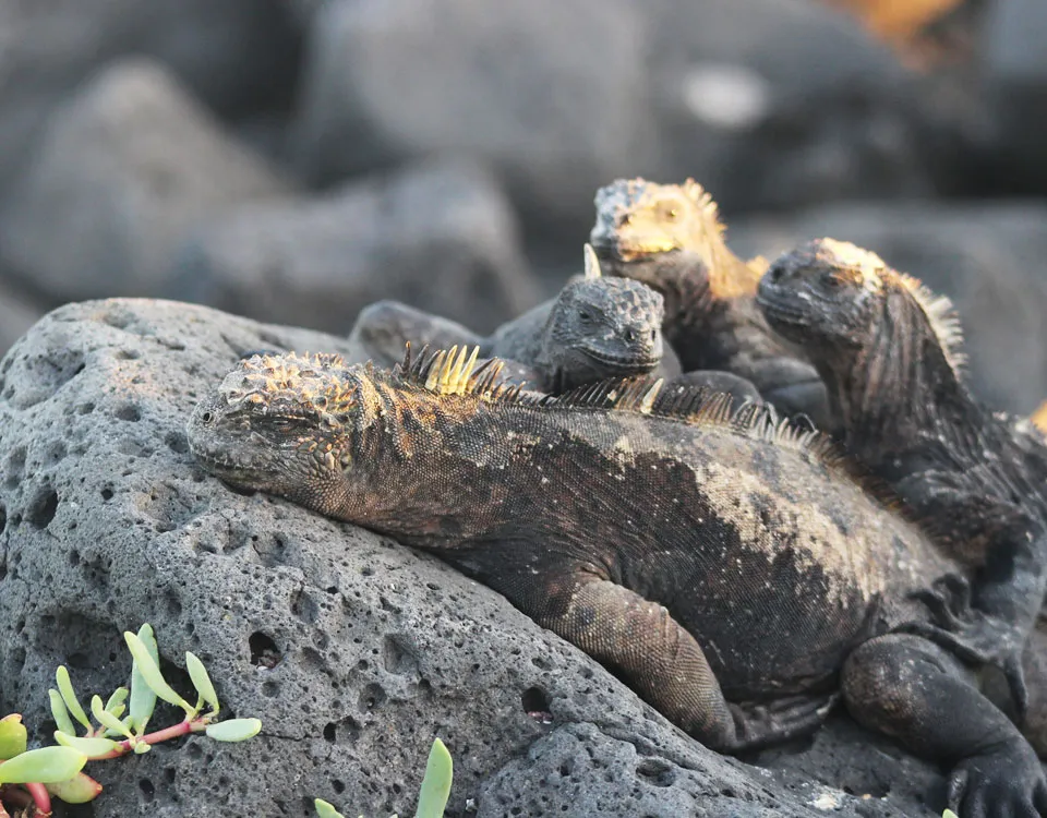 06_marine-iguanas-1