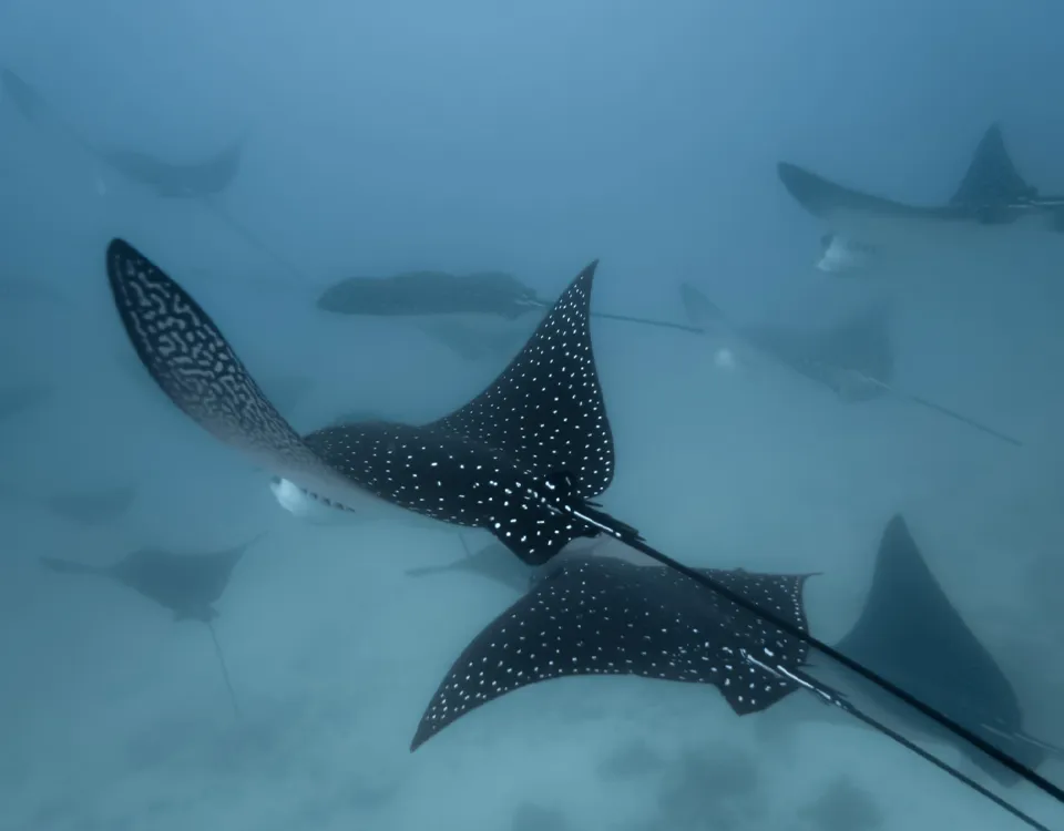 06_rayas-stingray-nadando-en-grupo-1