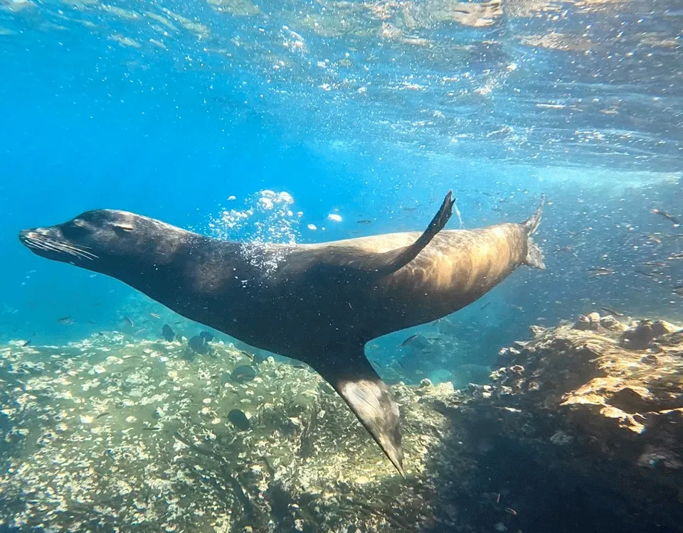 07_leon-marino-nadando-en-islas-galapagos-1