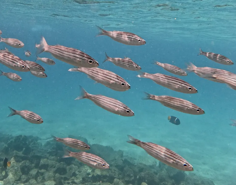 08_banco-de-peces-claros-1