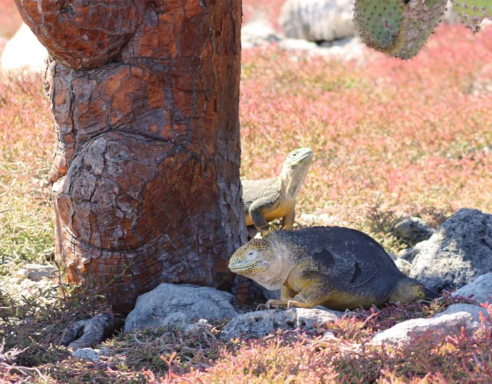 08_land-iguanas-1