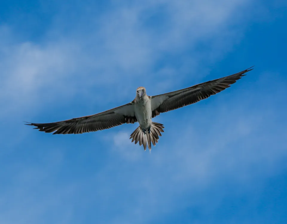 10_piquero-patas-azules-con-alas-extendidas-1