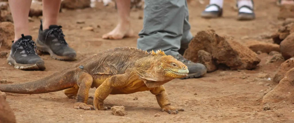 10_yellow-iguana-walking-on-the-sand-1