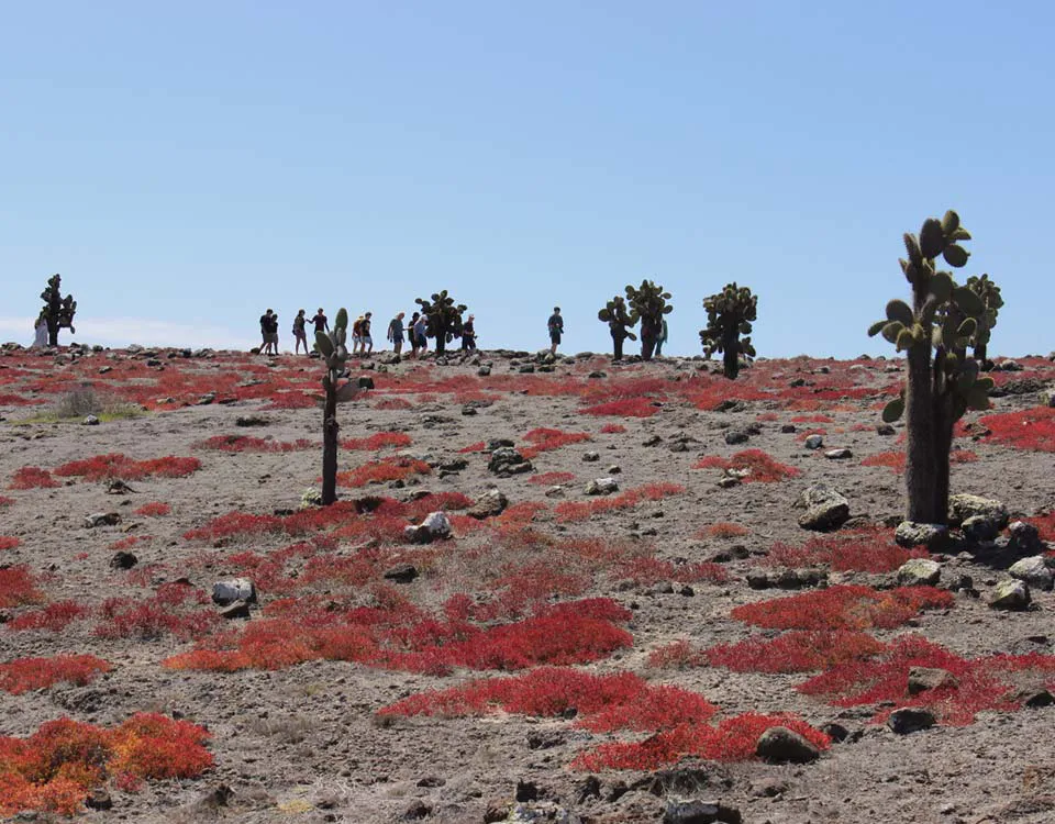 11_plaza-sur-island-11