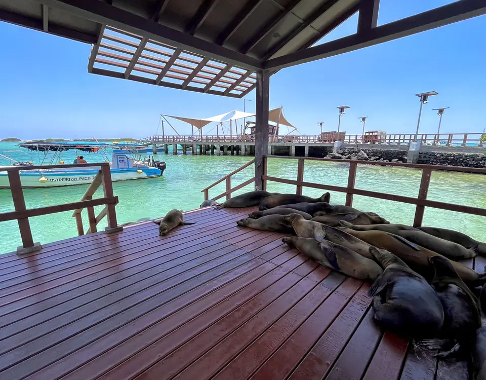 11_sea-lions-resting-on-the-pier-of-isabela-island-1