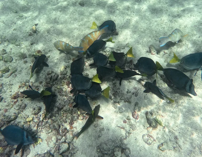 12_peces-nadando-en-el-fondo-marino-3