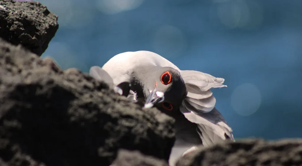 12_swallow-tailed-gull-galapagos-2