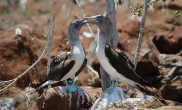 5 Days & 4 Nights in the Galapagos