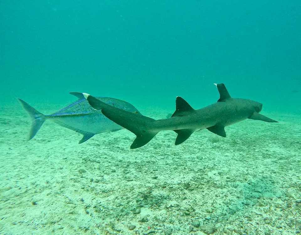 15_tiburon-de-punta-blanca-1