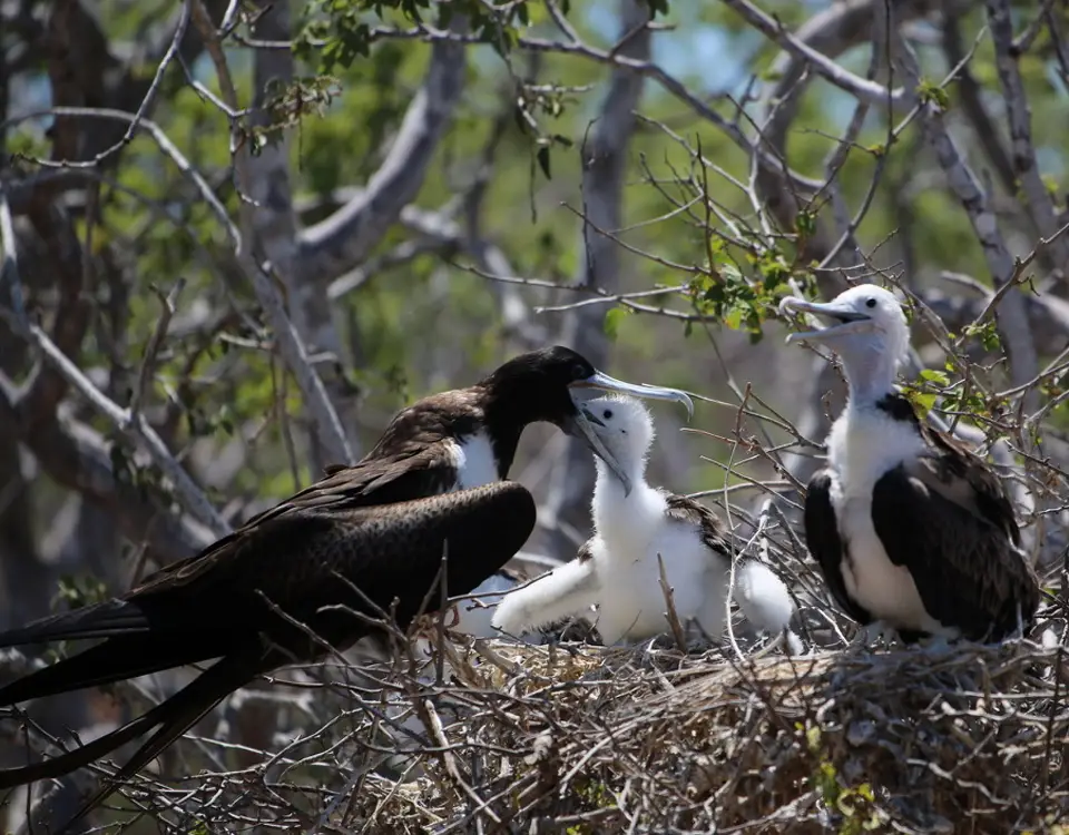 16_female-frigatebird-feeding-its-chicks-1