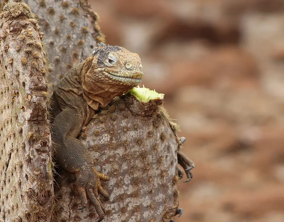 16_yellow-iguana-resting-on-a-cactus-1
