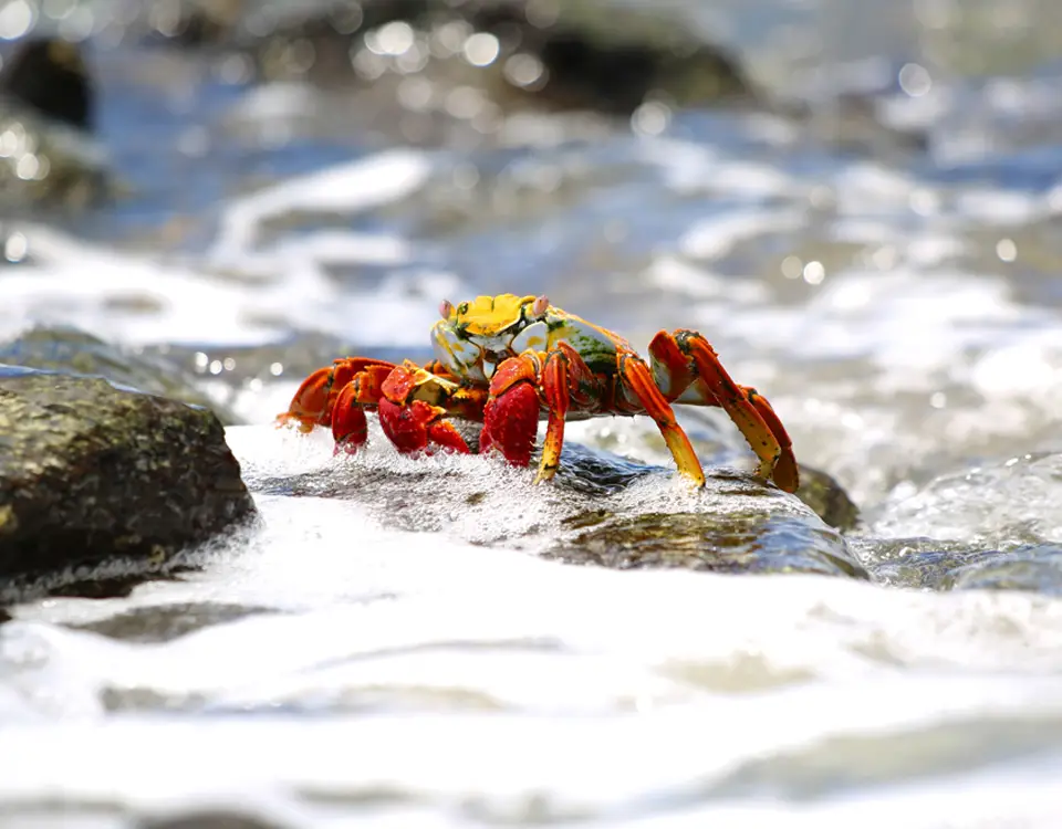 16_zayapa-de-galpagos-1