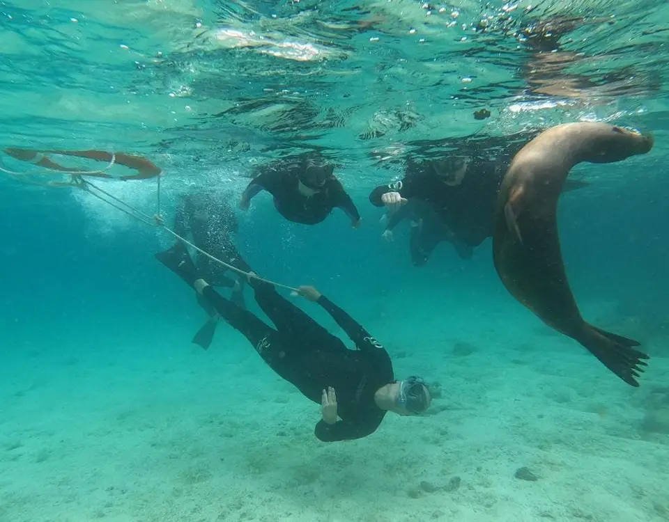 18_grupo-de-personas-haciendo-snorkeling-junto-a-un-lobo-marino-1