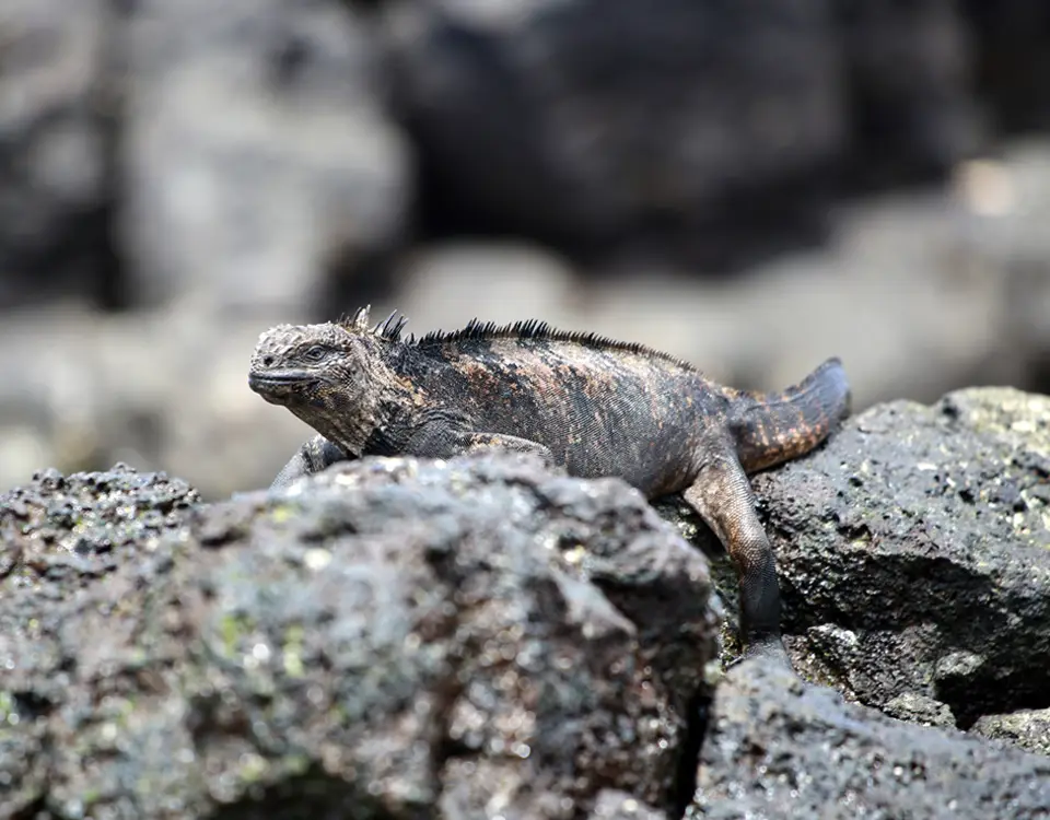 19_iguana-marina-sobre-las-rocas-1