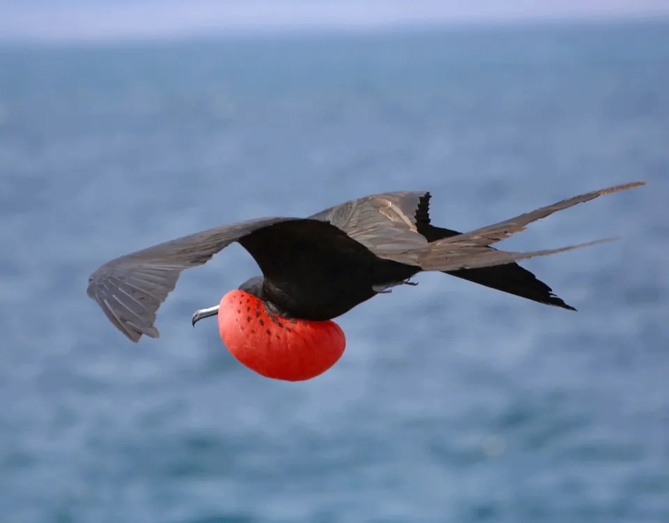 1_fragata-macho-volando-1