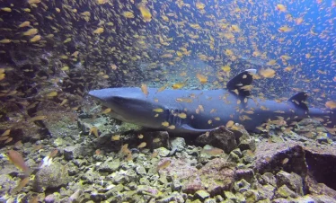 Mosquera Islet Diving Tour