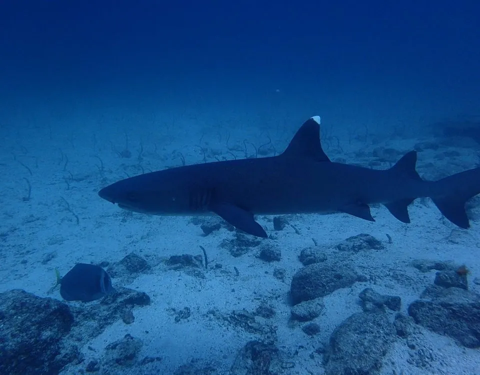 1_tiburon-punta-blanca-1