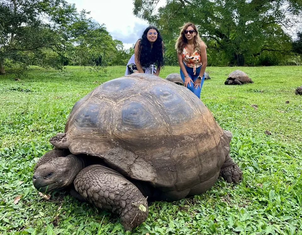 20_giant-turtle-with-people-behind-1