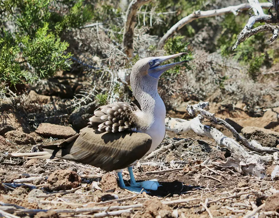 24_blue-footed-boobies-hatching-an-egg-1