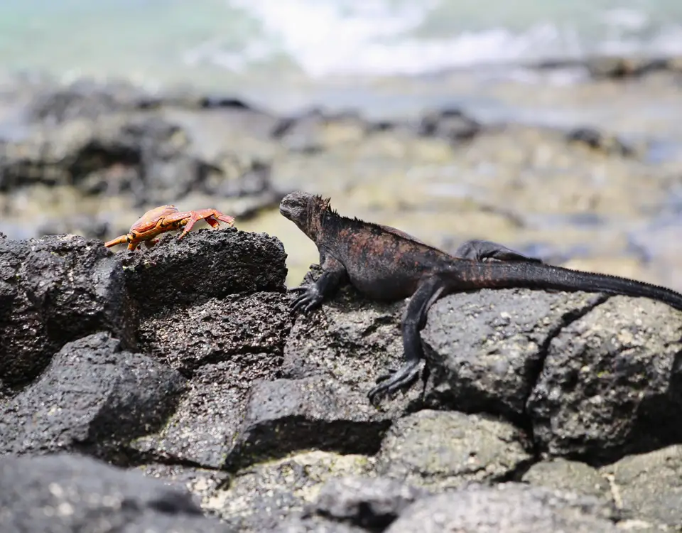 26_marine-iguana-next-to-a-crab-1