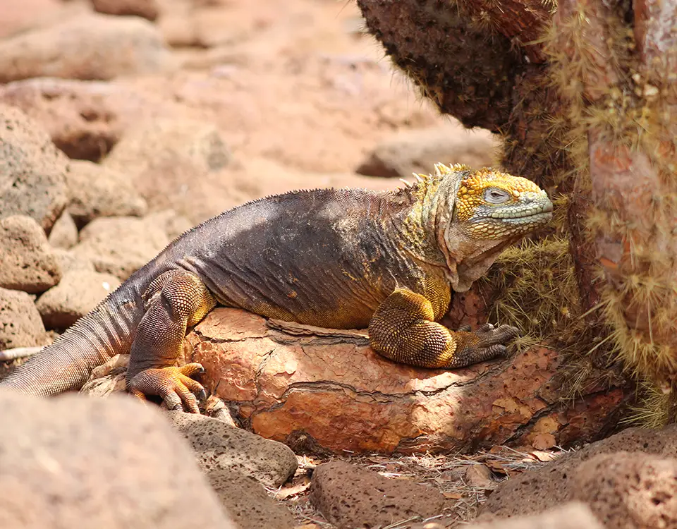 28_yellow-iguana-under-a-cactus-1