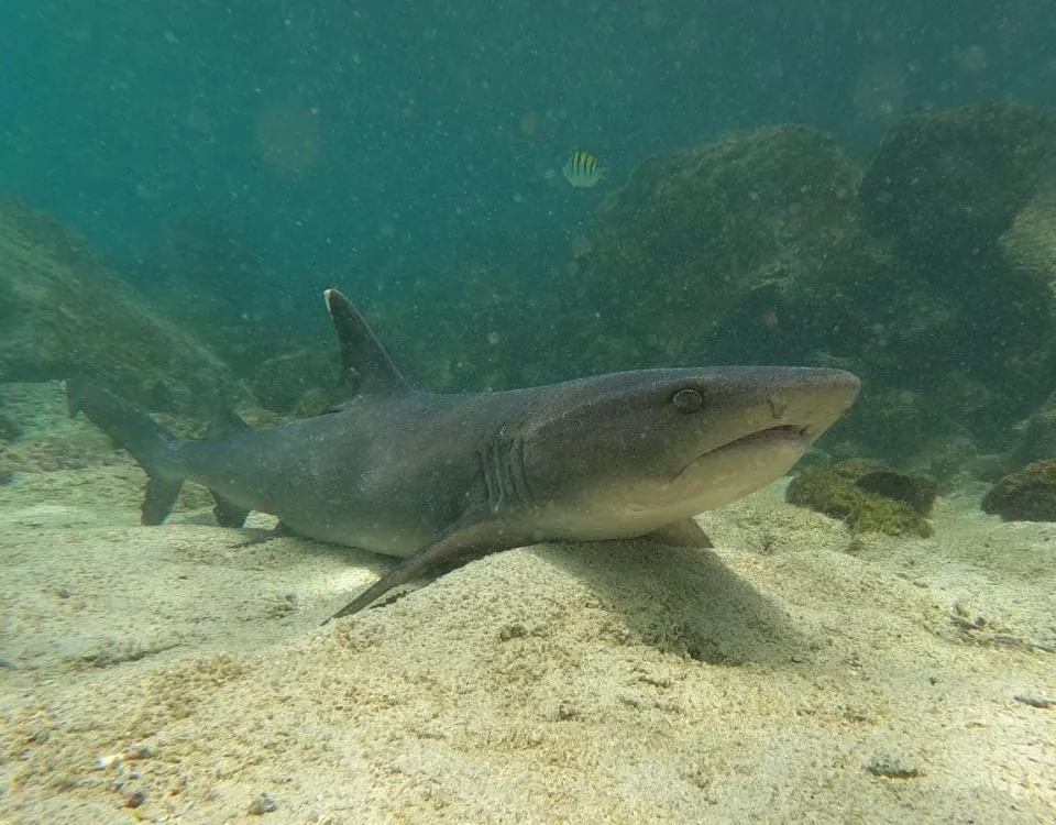 2_tiburon-punta-blanca-9