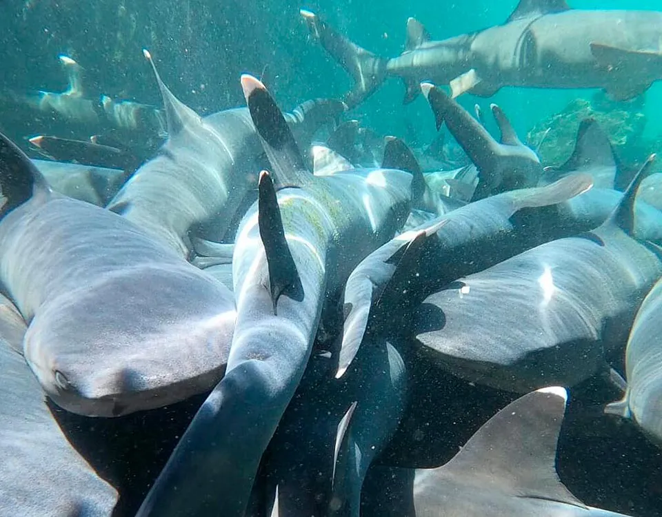 2_tintorera-sharks-1