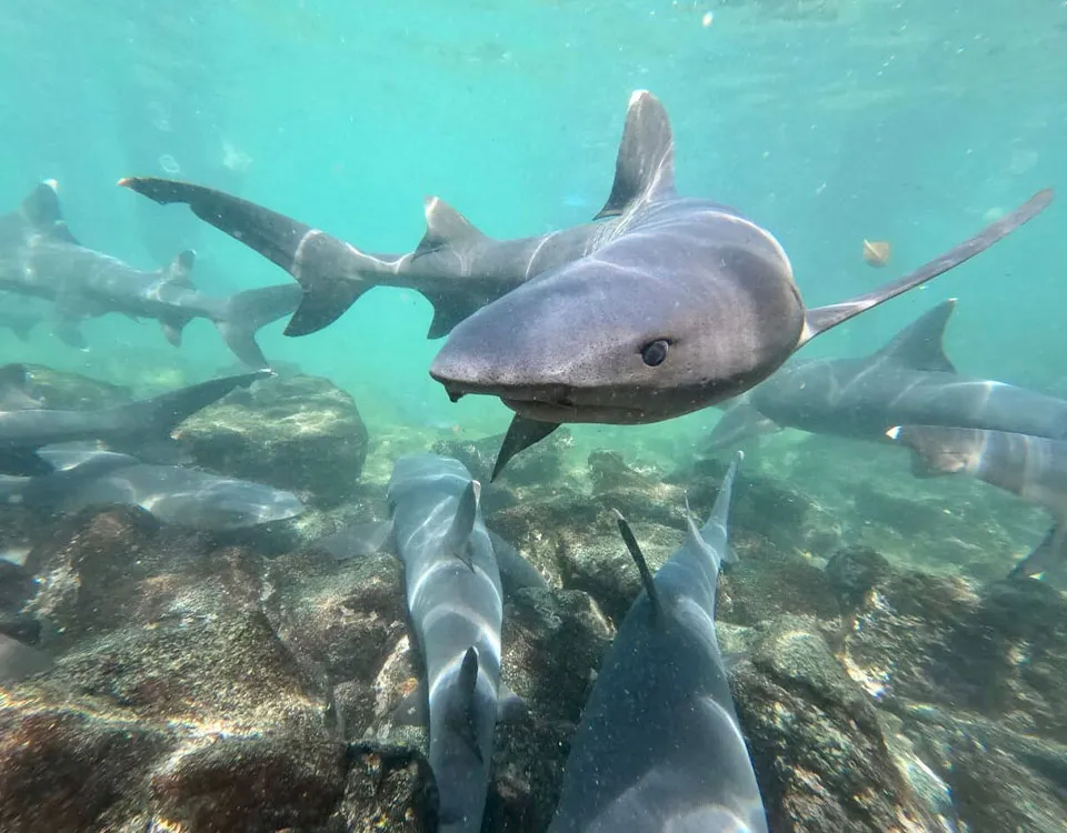 2_whitetip-reef-sharks-1.jpg