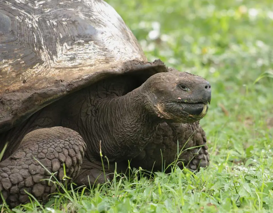 32_galapagos-giant-tortoise-resting-1