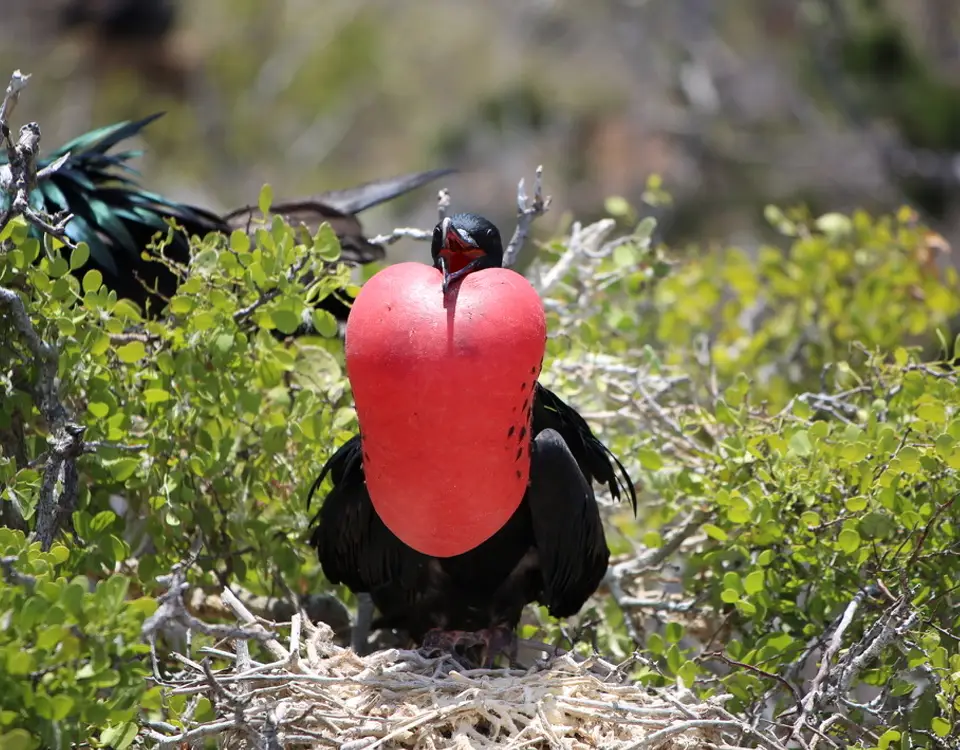 33_male-frigatebird-1