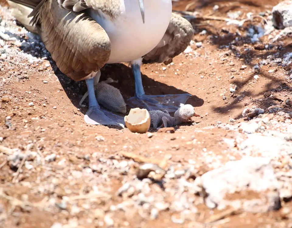 36_blue-footed-boobies-chicks-1