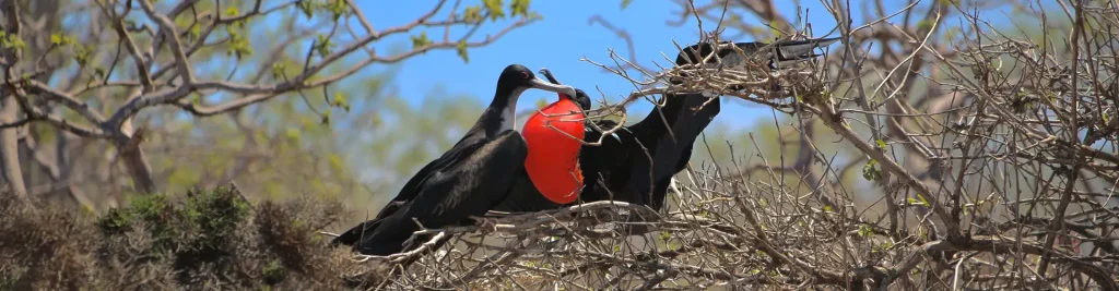 39_male-frigatebird-and-female-frigatebird-posing-on-a-branch-1