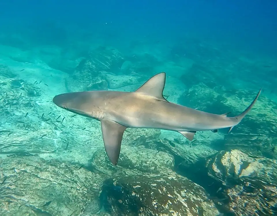 3_galapagos-shark-1