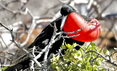 North Seymour Island Day Tour