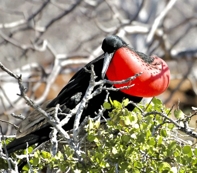 3_red-breasted-male-frigatebird-on-a-tree-2