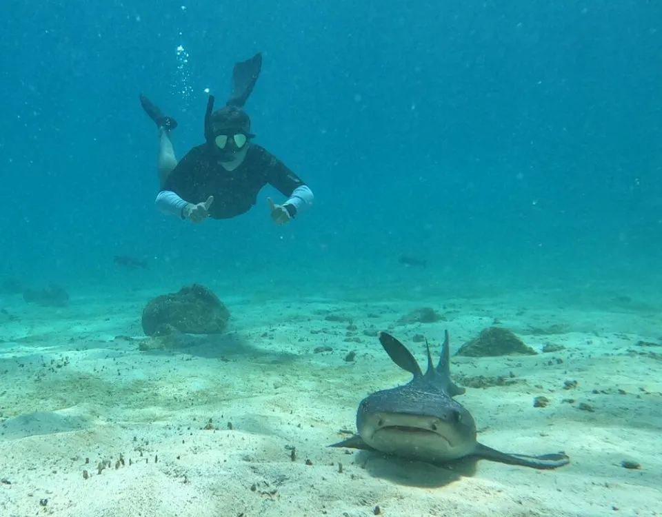 3_snorkeling-with-a-white-tip-shark-1