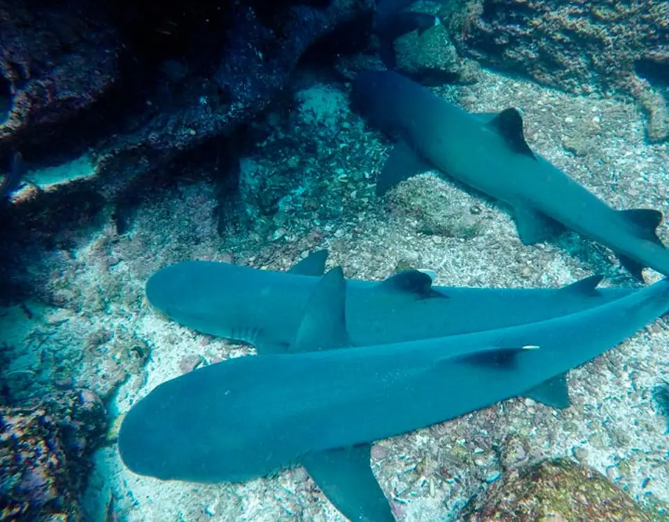 46_white-tip-shark-1