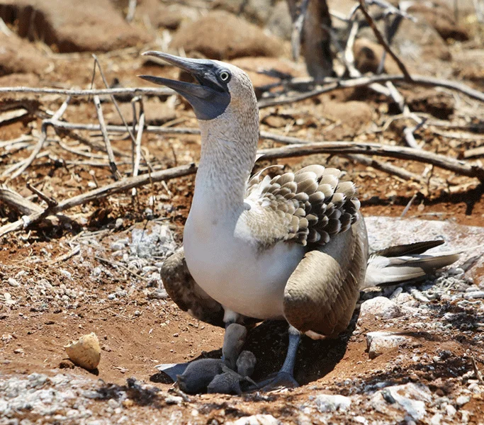 4_blue-footed-booby-with-its-young-2